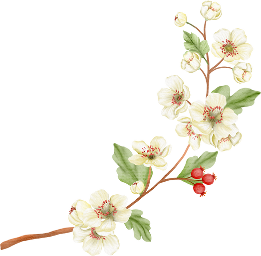 Hawthorn Flower